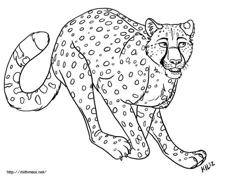 cheetah coloring pages books    printable