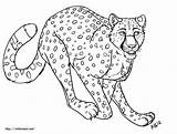 Cheetah Coloring Pages Color Printable Books Cat Popular sketch template