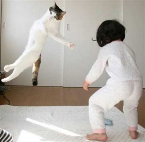 gato karate ninja cultura mix