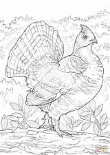 Coloring Grouse Ruffed Pages Drawing Template sketch template