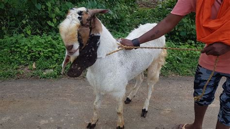 Live Male Goat Exporters In Gondia Maharashtra India By Reyansh