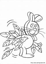 Cottontail Petter Mcoloring sketch template