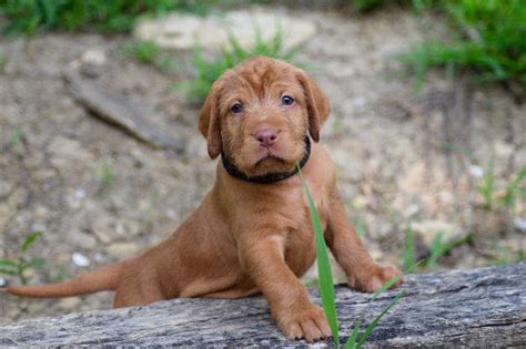 compass wirehared vizsla puppies available