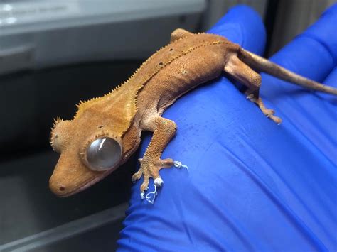 crested gecko bewild reptile rescue