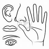 Rysunek Oczy Uszy Usta Obraz Ucho Redro Naklejki Ręka Narządy Zmysłów sketch template