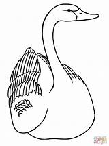 Swan Cisne Mewarnai Angsa Schwan Ausmalbild Anak Tk Ausmalbilder Ausdrucken Vorlagen Schwäne sketch template