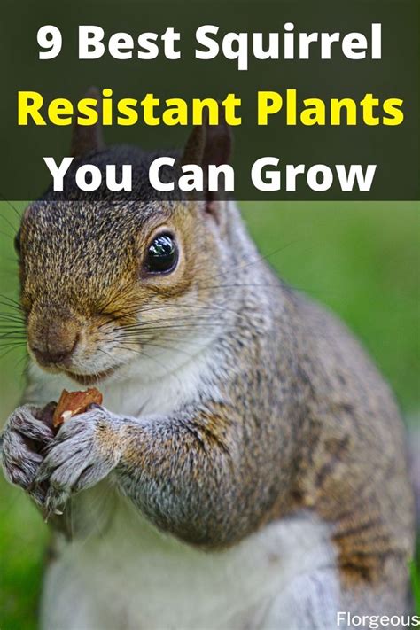 squirrel resistant plants squirrel proof garden plant protection squirrel