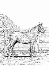 Paarden Kleurplaten Volwassenen Pferde Horses Paard Kleurplatenenzo Malvorlage Stemmen 1014 Stimmen sketch template
