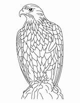 Eagle Coloring Pages Golden Eagles Printable Falcon Philadelphia Feather Color Peregrine Adults Silent Cartoon Flying Kids Drawing Getcolorings Print Harpy sketch template