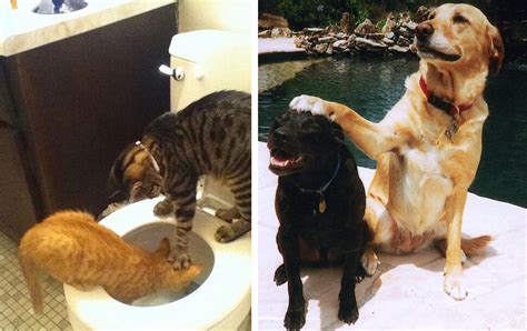 Formas En Las Que Perros Y Los Gatos Son Muy Diferentes
