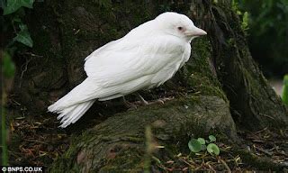 saling indonesia pemandangan menarik burung gagak albino berwarna putih   langka