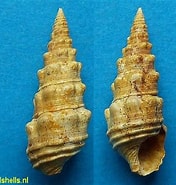 Afbeeldingsresultaten voor Pseudotiara. Grootte: 176 x 185. Bron: www.fossilshells.nl