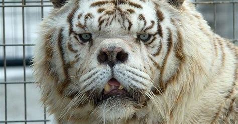world s ugliest white tiger bred through incest in cruel bid to make money mirror online