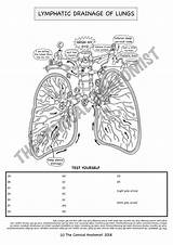 Respiratory sketch template