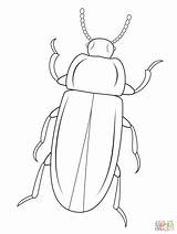 Beetle Coloring Mealworm Pages Beetles Printable Cartoons Drawing Outline Insect Bug Kids Click Clipart Color Drawings Realistic Patterns sketch template
