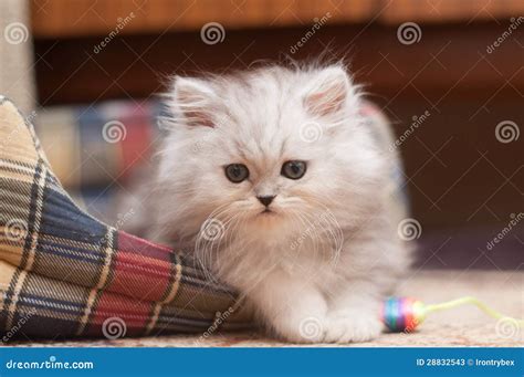 small fluffy kitten stock  image
