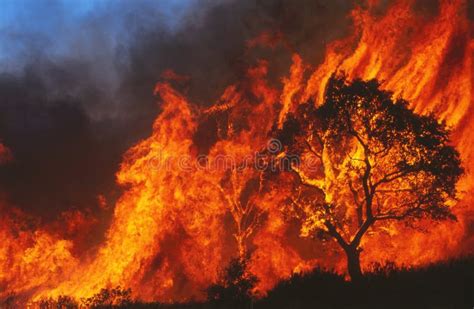 burning tree   forest  night stock image image  flame