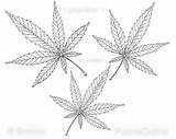 Leaf Pot Coloring Leaves Marijuana Printable Adult Sketch Pages Color Quotes Drawing Cannabis Weed Jane Mary Medicinal Herb Colored Colouring sketch template