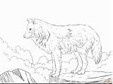 Getdrawings Wolves Fighting Drawing sketch template