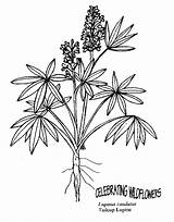 Lupine Coloring Getdrawings Drawing sketch template