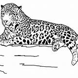 Coloring Pages Animal Realistic Printable Animals Jaguar Outline Print Kids Grassland Teens Clipart Drawing Sheets Color Safari Wildlife Online Teenagers sketch template