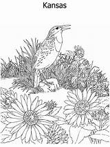 State Coloring Flower Bird Kidzone Kansas Geography Ws Both Usa sketch template