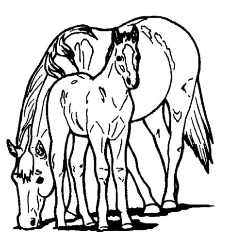 horse  pony coloring page coloring book
