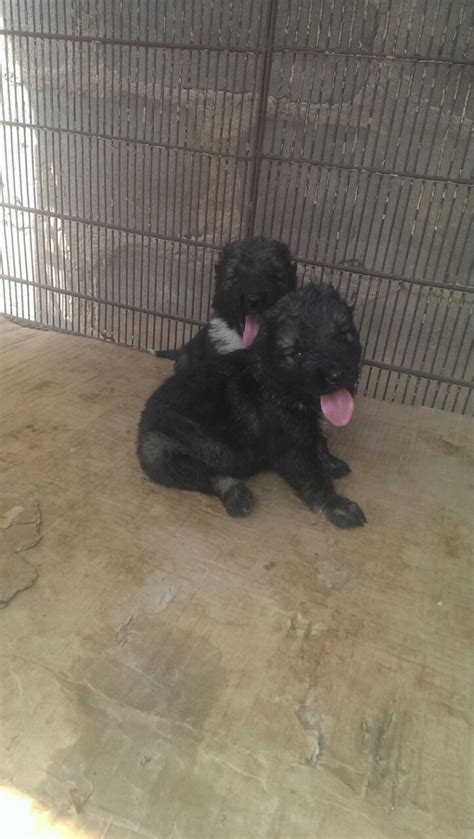 Both Sex Lovely Caucasian Puppies Now Going On Sale Sold
