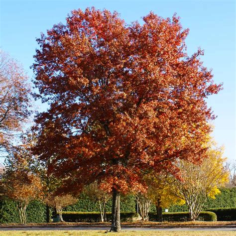 pin oak trees  sale fastgrowingtreescom