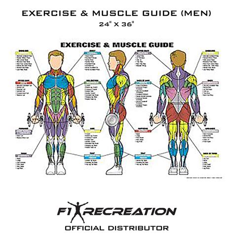 recreation original exercise muscle guide fitness chart men nfc