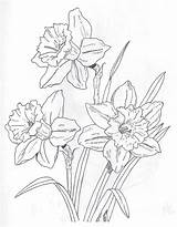 Flower Drawings Drawing Line Daffodil Coloring Pages Daffodils Ink Pen sketch template