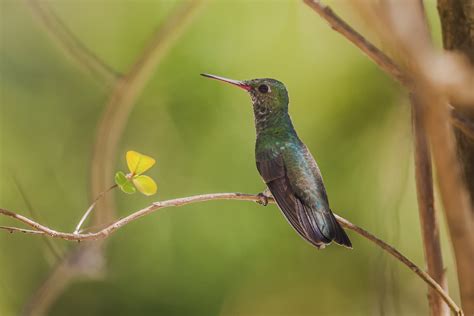 kolibri iv foto bild natur vogel tiere bilder auf fotocommunity