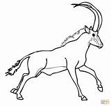 Sable Antelope Coloring Pages Wildebeest Springbok Blue Runs Printable Drawing Drawings Animals Designlooter Grasshoppers Snail 1kb 1500 Coloringtop Categories sketch template