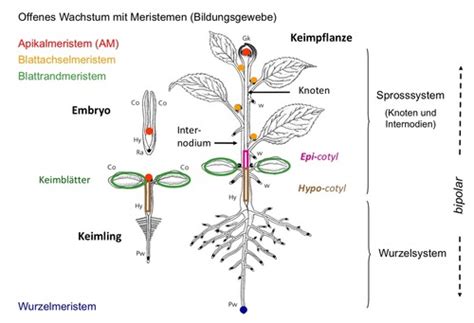 aufbau pflanze flashcards quizlet