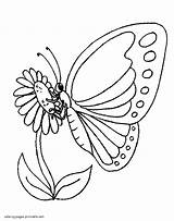 Coloring Pollination Pages Butterfly Drawings Insect Designlooter Printable 84kb sketch template