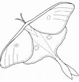 Insetti Farfalla Coloradisegni Divertimento Buon sketch template