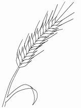 Wheat Coloring 07kb sketch template