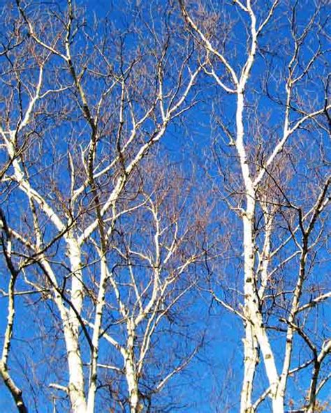 birch tree branch picture
