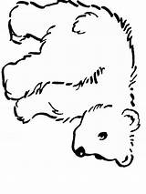 Coloring Pages Bear Polar Animals Clipart Bears Cute Animal Cub Outlines Outline Baby Clip Cliparts Book Cartoon Drawing Ours Teddy sketch template