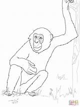 Chimpanzee Coloring Getdrawings sketch template