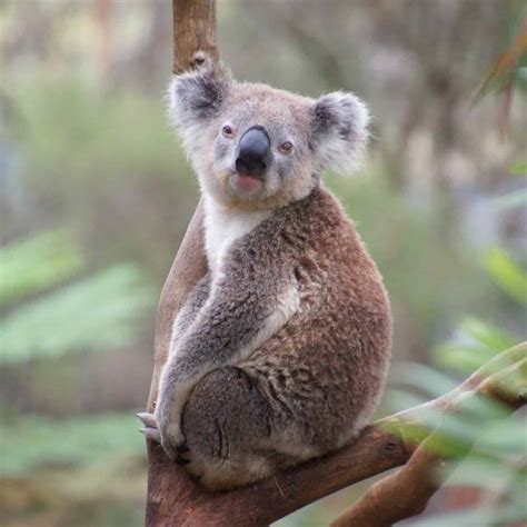 koalas dangerous survival sullivan theworldofsurvivalcom