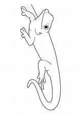Gecko Eidechse Kategorien ähnliche Q2 sketch template