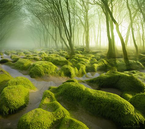 the 34 most beautiful forests in the world… i d love to