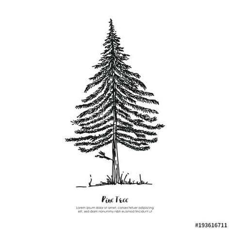 pine tree  vector  vectorifiedcom collection  pine tree