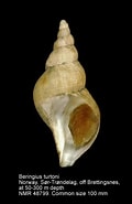 Afbeeldingsresultaten voor "beringius Turtoni". Grootte: 120 x 185. Bron: www.marinespecies.org