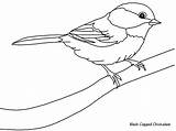 Oiseau Chickadee Silhouette Dessins sketch template