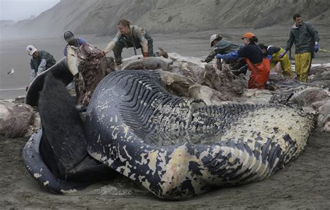 dead beached whale    skull fractures la times