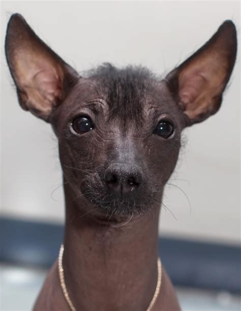 mexican hairless dog photo hairless dog dogs