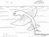 Flying Fish Coloring Robin Pages Great sketch template