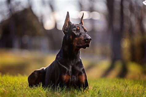 guard dog breeds protect  home  family sample